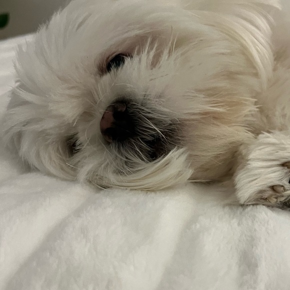 Meet your Posher, Viola - Picture 1 of 1